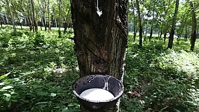 [기획 ASEAN 트레이드] 캄보디아 고무 산업, 수출 증가로 약세 회복...전년 대비 42% 급증