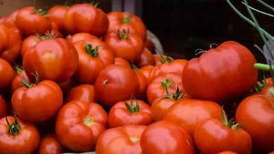 모로코, 유럽 최대 토마토 수출국 등극