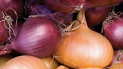 밀수 양파만 10만kg...필리핀, 양파 수입금지 유지
