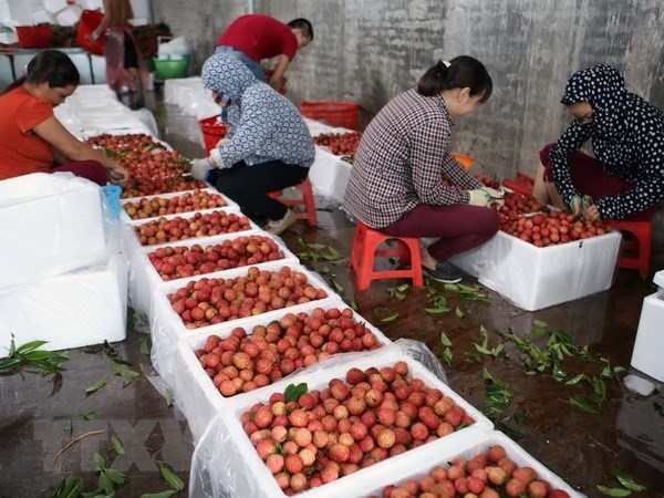 Fruit and Vegetable Research Institute