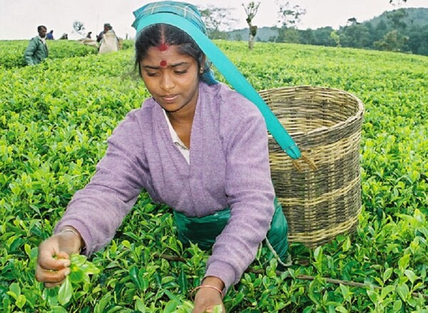 TEA