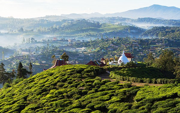 스리랑카 농장들은 화학비료를 18개월씩이나 공급받지 못해 수확량이 감소했다. 스리랑카 차위원회