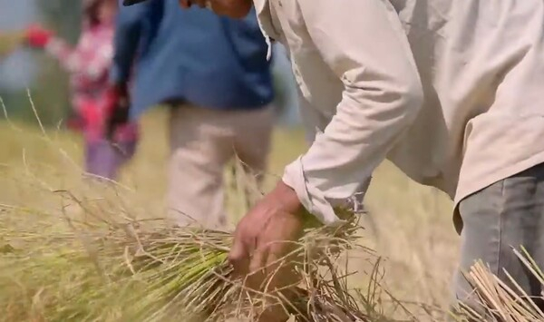 캄보디아의 쌀 산업은 수출 부문을 중심으로 유례없는 성장세를 보였다. 캄보디아쌀연맹