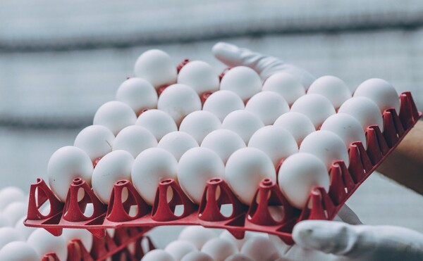 인도 정부의 각종 수출 제한으로 글로벌 식량 가격이 출렁이고 있다. 