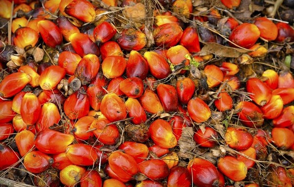 말레이시아 팜유협회