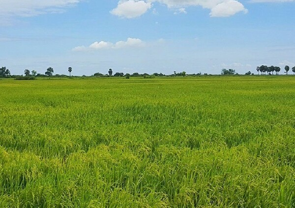  2021년 동남아 국가의 출하량은 2019년 수치에도 못 미치는 61만 7,069톤으로 감소했다. 압사라라이스