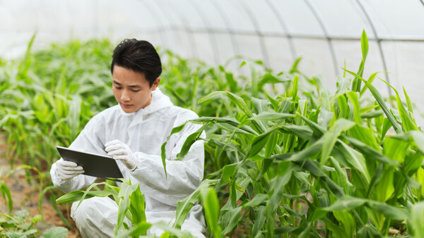 중국 정부가 GMO 8종의 수입을 승인했다.