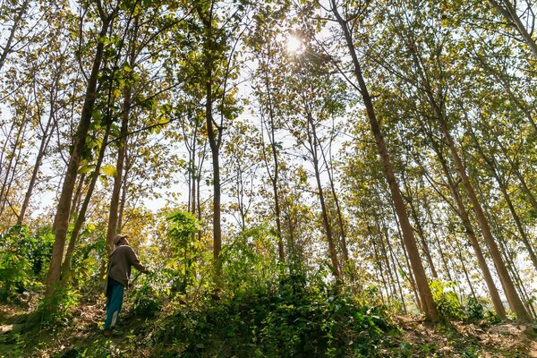 작년 수준과 비슷한 수준의 목재 가격을 유지할 것으로 예상된다. RECOFTC