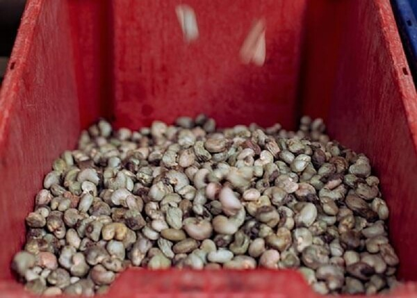  정부와 개발 사업자들은 캐슈넛 가공 시설에 대한 투자를 촉진하기 위해 노력하고 있다. 캐슈컴퍼니