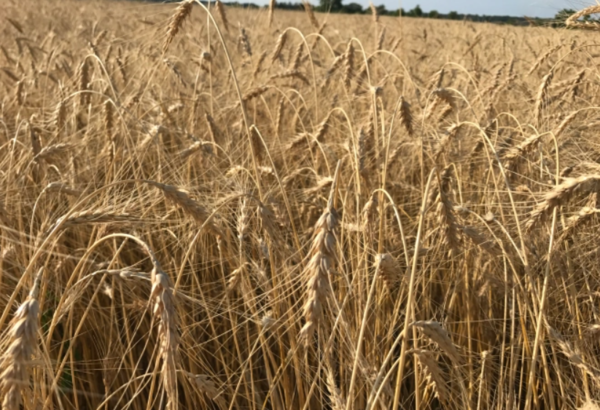 튀르키예 밴페너 팜