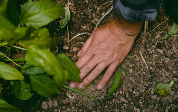 재생 농업은 미래 농업의 대안으로 지목받고 있다. NRDC