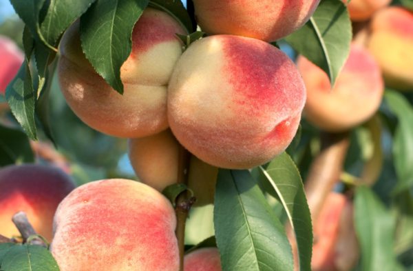 브라질에는 코르테바, 신젠타 등 세계적인 농업기술회사가 포진해있다. 코르테바