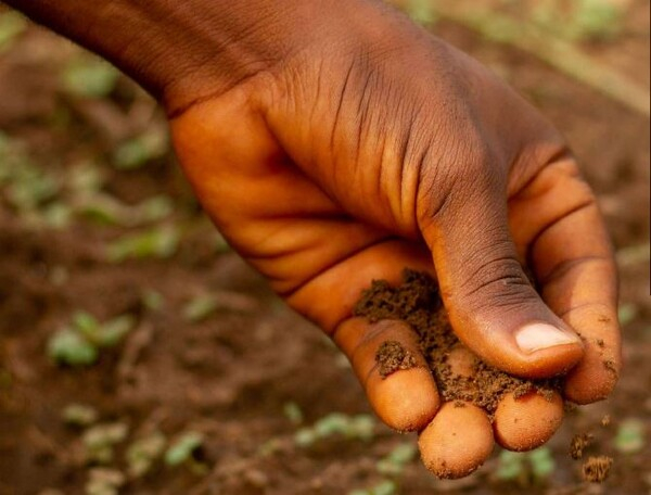 OCP 아프리카의 비료 구제 프로그램은 아프리카 농부들에게 50만 톤 이상의 인산염 기반 비료를 무료 또는 상당히 저렴한 가격으로 제공했다. OCP