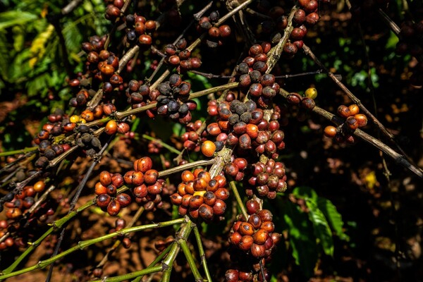 인슈어테크 스타트업 이글루, 동남아 커피농가에 날씨 보험 확대