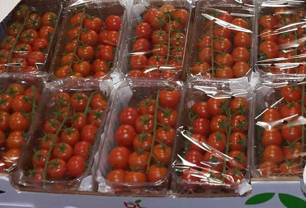 모로코 농민 조합, 채소 수출 재개 촉구...“수많은 파산 발생할 것”