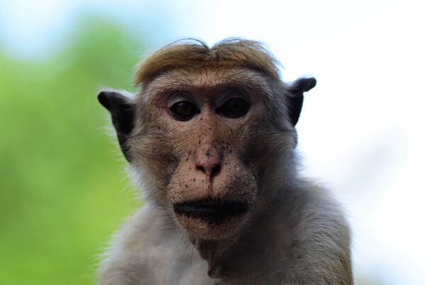 스리랑카의 짧은꼬리원숭이 개체 수는  200만에서 300만 마리로 추정된다
