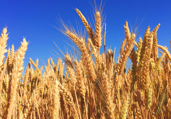 러시아, G7의 수출금지 대응해 곡물협정 폐기 경고