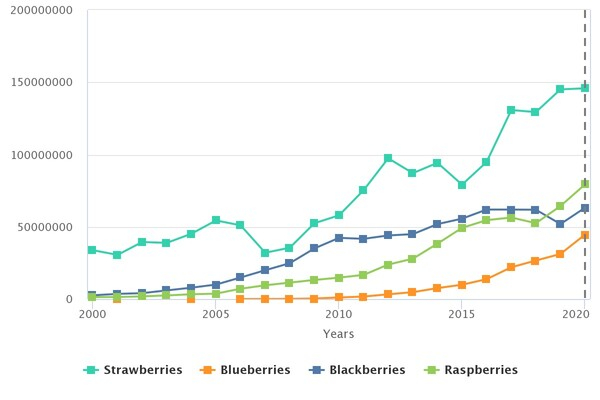 딸기, 라즈베리, 블루베리, 블랙베리의 수출량은 2022년 상반기에 전년 동기 대비 모두 증가했다. 프레시푸르트포탈