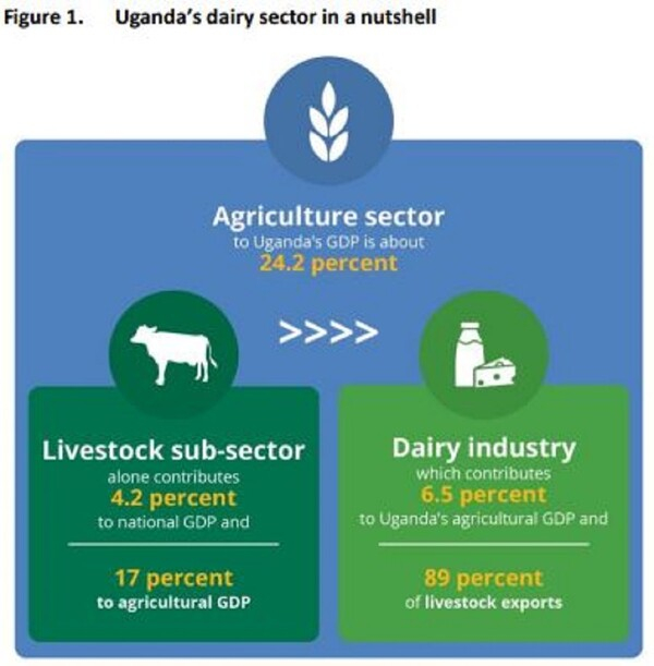 [아프리카 블록] 우간다, 케냐의 우유 수입 제한에 고충...우유 '2,400만 리터' 고갈 위기