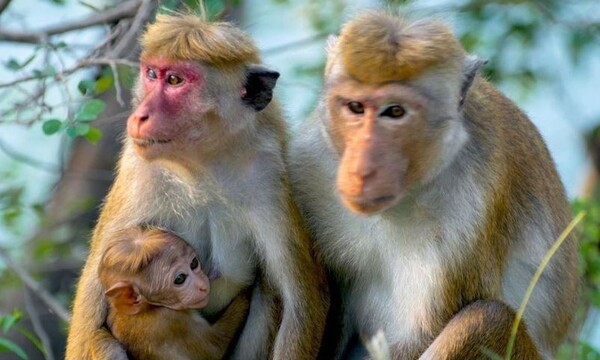 스리랑카의 짧은꼬리원숭 공식 추정치는 200만에서 300만 마리다. 뉴질랜드환경보호국