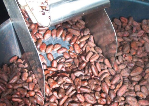 국제코코아기구(ICCO)