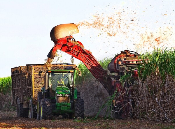 현재 인도 주요 사탕수수 재배 지역의 농부들은 생산량 감소를 목격하고 있다. UNICA