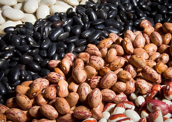 [식량안보] 중국, 미국산 대두 '의사 구매'에 실제 거래는 부진