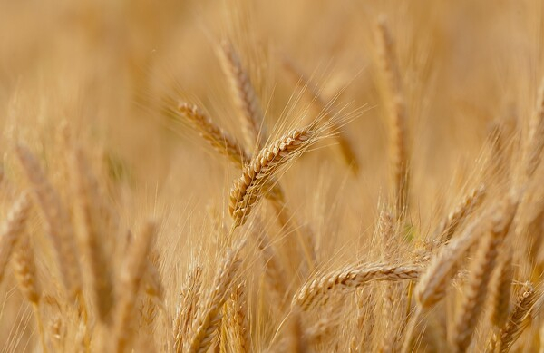 [식량안보] 이란, 곡물 생산 아시아 4위 탈환...생산량 2% 상승