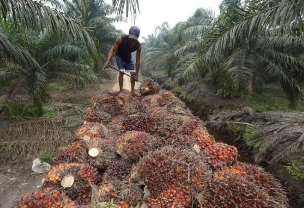 [심층-ASEAN 트레이드] 팜유 수출대국 인니, 세계 경제 둔화로 수요 감소 예상
