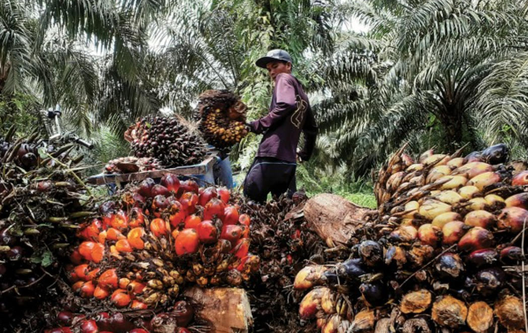 [심층-ASEAN 트레이드] 팜유 수출대국 인니, 세계 경제 둔화로 수요 감소 예상