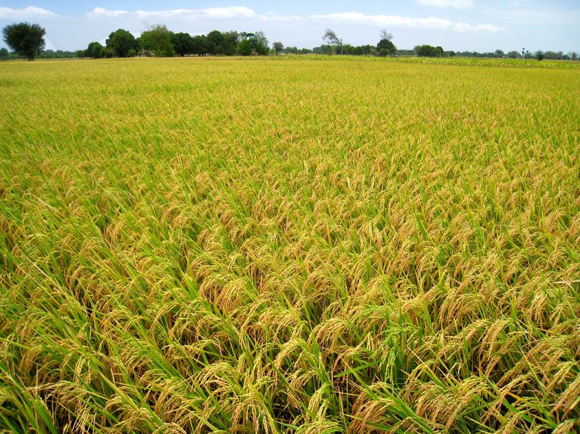 [기획-글로벌푸드체인] 필리핀, 쌀 관세 인하로 수입량 대폭 증가 예상