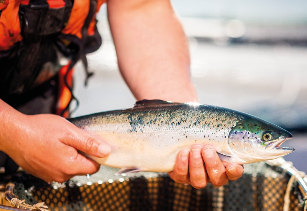 [기획-글로벌푸드체인] 스코틀랜드 연어 수출, 올해 첫 4개월 동안 36% 급증