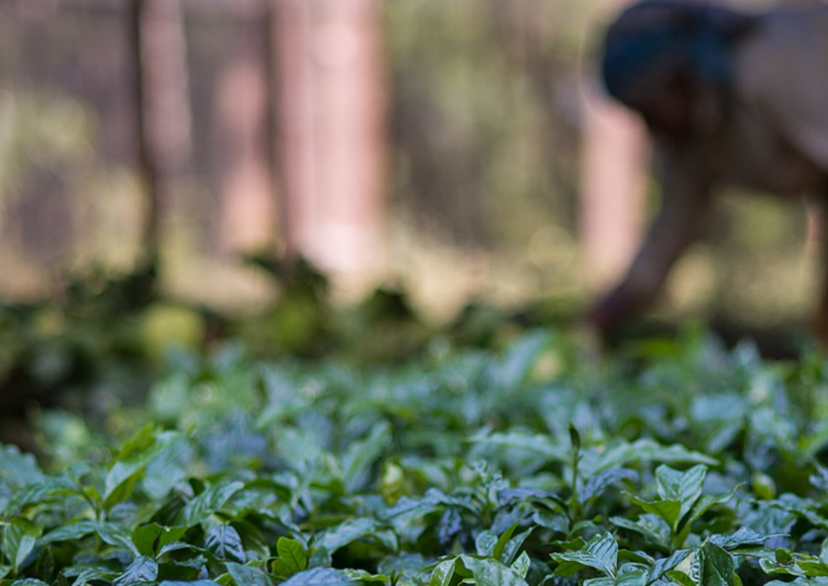 [기획-글로벌푸드체인] 인도 커피 수출 10% 감소 전망…가격 상승에도 공급난 심화