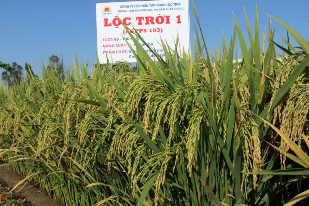 [기획-글로벌푸드체인] 쌀 수출 금지 풀어야…인도, 깨진 쌀 수출 제한 유지 논란