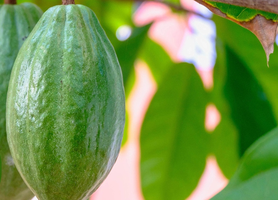 [기획-글로벌푸드체인] 코트디부아르, 코코아 수출 130만 톤으로 감축… “기후·병해에 구조적 타격”