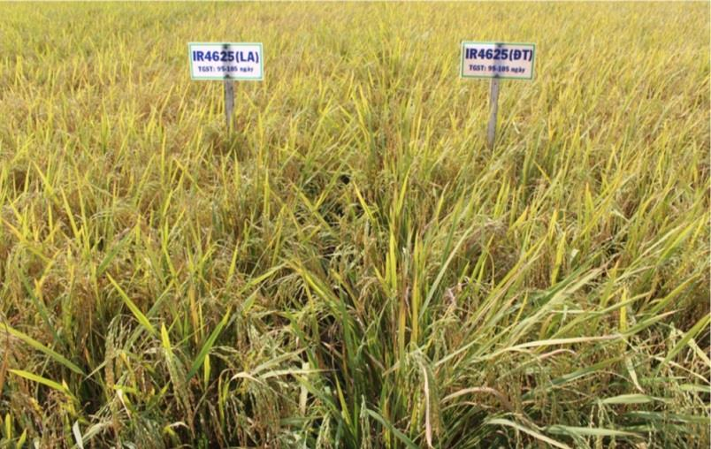 [기획-ASEAN 트레이드] 베트남, 연간 7.2톤 수확…쌀 수출 경쟁력 강화