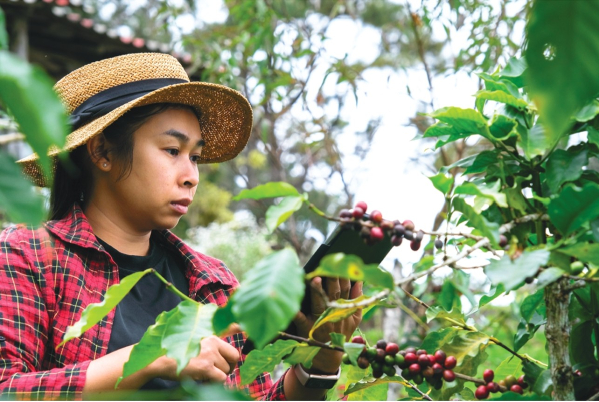 [기획-ASEAN 트레이드] 글로벌 커피 가격 급등, 베트남에 ‘수출 확대’ 호기
