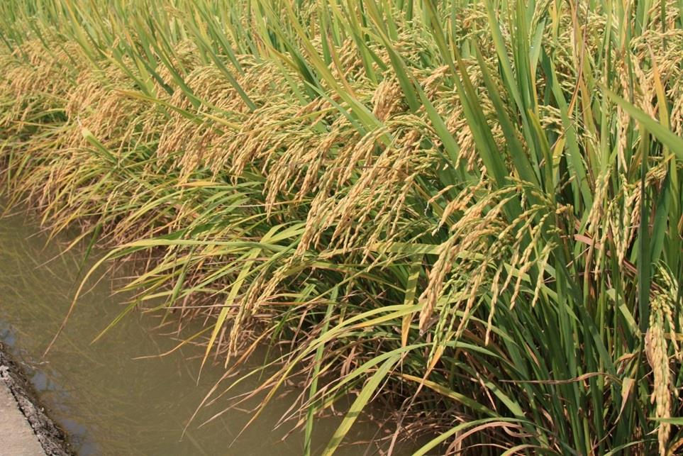 [기획-ASEAN 트레이드] 베트남 수출 호조…2025년 성장 목표 ‘청신호’