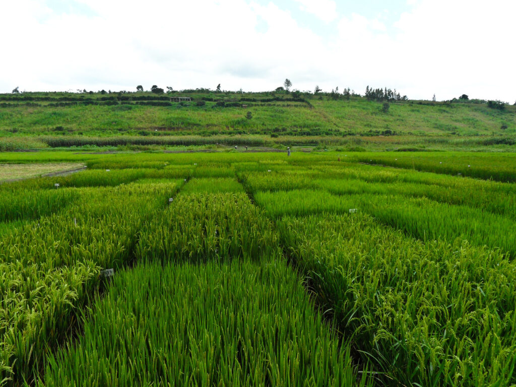 [기획-글로벌푸드체인] 태국 쌀 수출, 8개월간 24% 급감…강한 바트화·세계 공급 과잉 ‘이중고’
