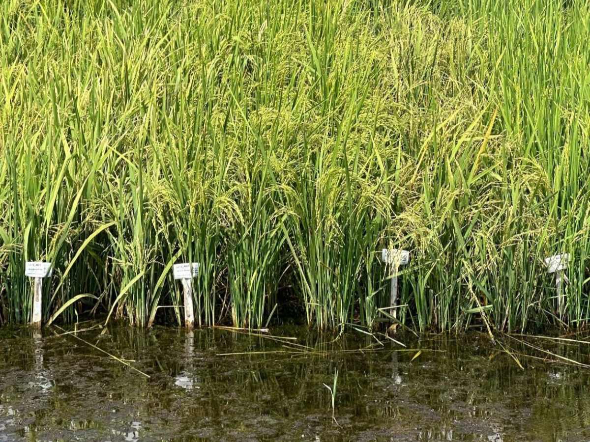 [기획-ASEAN 트레이드] 태국, 올해 中에 쌀 50만 톤 수출 목표…2026년 쿼터 확대 협상 추진