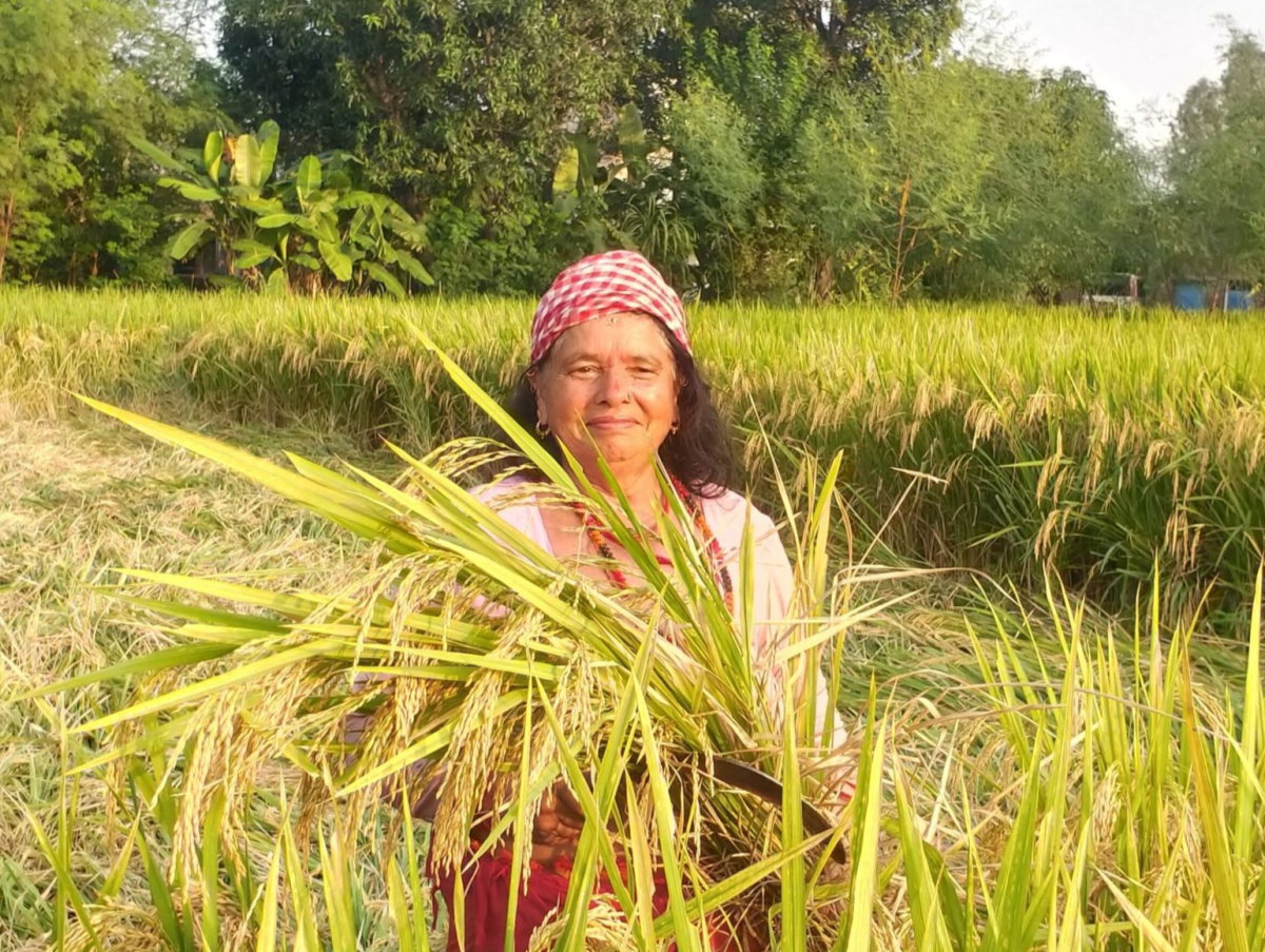 [기획-글로벌푸드체인] 태국 300만t 쌀 매입 계획에 ‘과거 악몽’ 재현 우려… “수출 경쟁력 흔들린다”