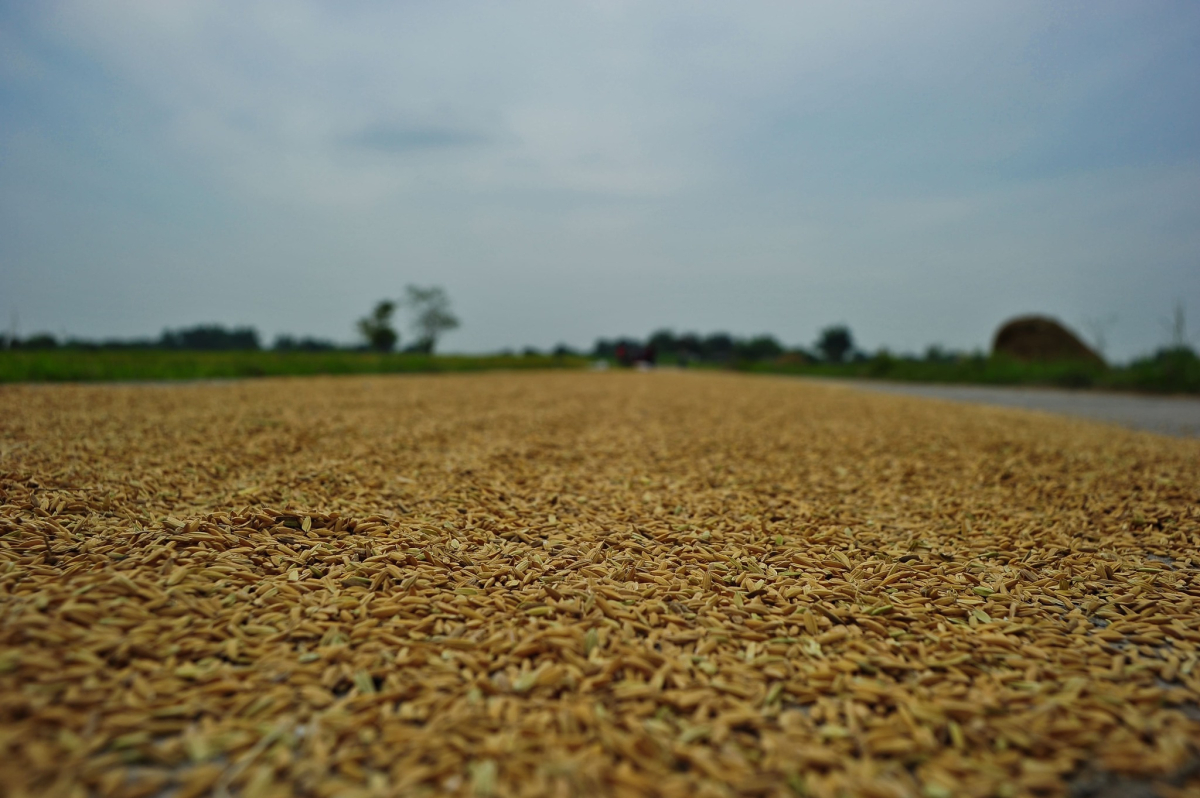 [기획-글로벌푸드체인] 태국 300만t 쌀 매입 계획에 ‘과거 악몽’ 재현 우려… “수출 경쟁력 흔들린다”