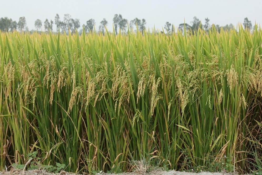 [기획-글로벌푸드체인] 인니, 사우디에 프리미엄 쌀 수출 추진…하지 순례 식량 공급 목적