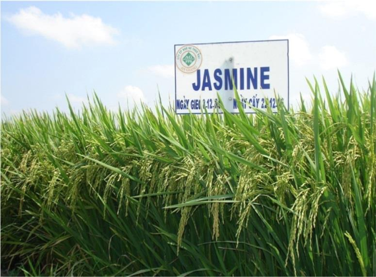 [기획-글로벌푸드체인] 인니, 사우디에 프리미엄 쌀 수출 추진…하지 순례 식량 공급 목적