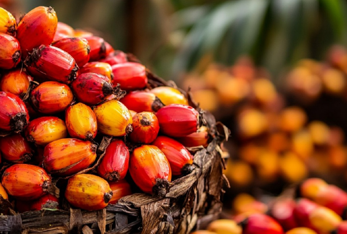 [심층-글로벌푸드체인] 중동 전쟁 여파…팜유·대두유·밀 가격 동반 급등