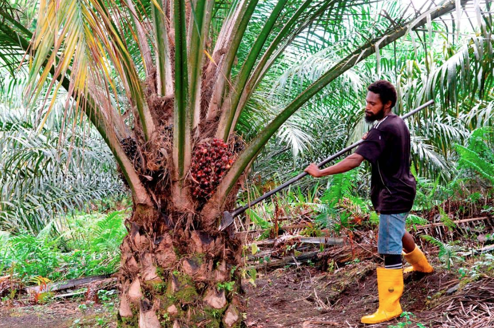 [심층-글로벌푸드체인] 팜오일 분쟁 재점화…인도네시아, EU에 WTO 보복 조치 추진