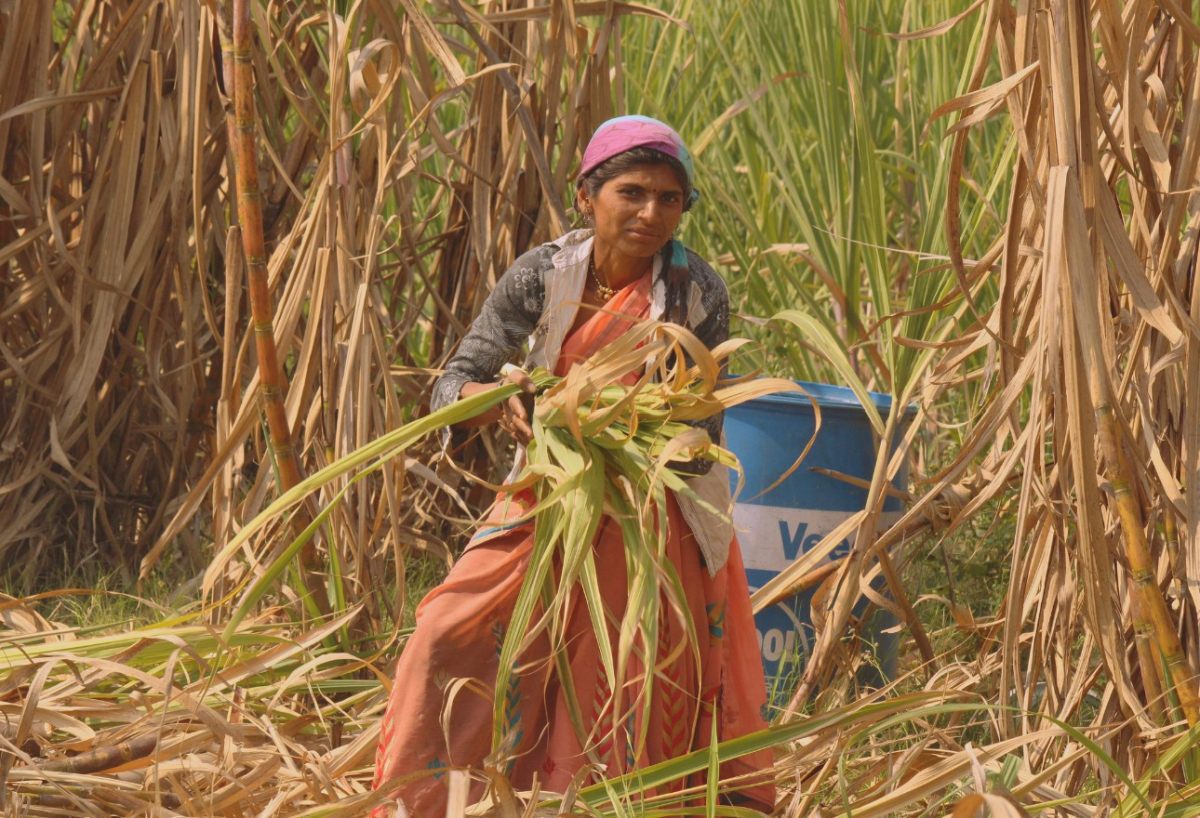 [기획-글로벌푸드체인] 인도, 설탕 수출 제한 계획 없다…생산 감소에도 내수 둔화로 균형