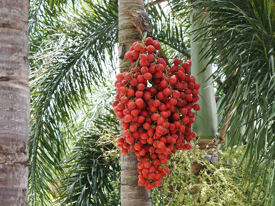 [기획-에너지 FOCUS] 태국, 팜유 수급 관리 강화…바이오디젤 확대에 수출 관리 병행